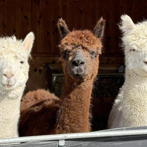 Alpaca Trekking