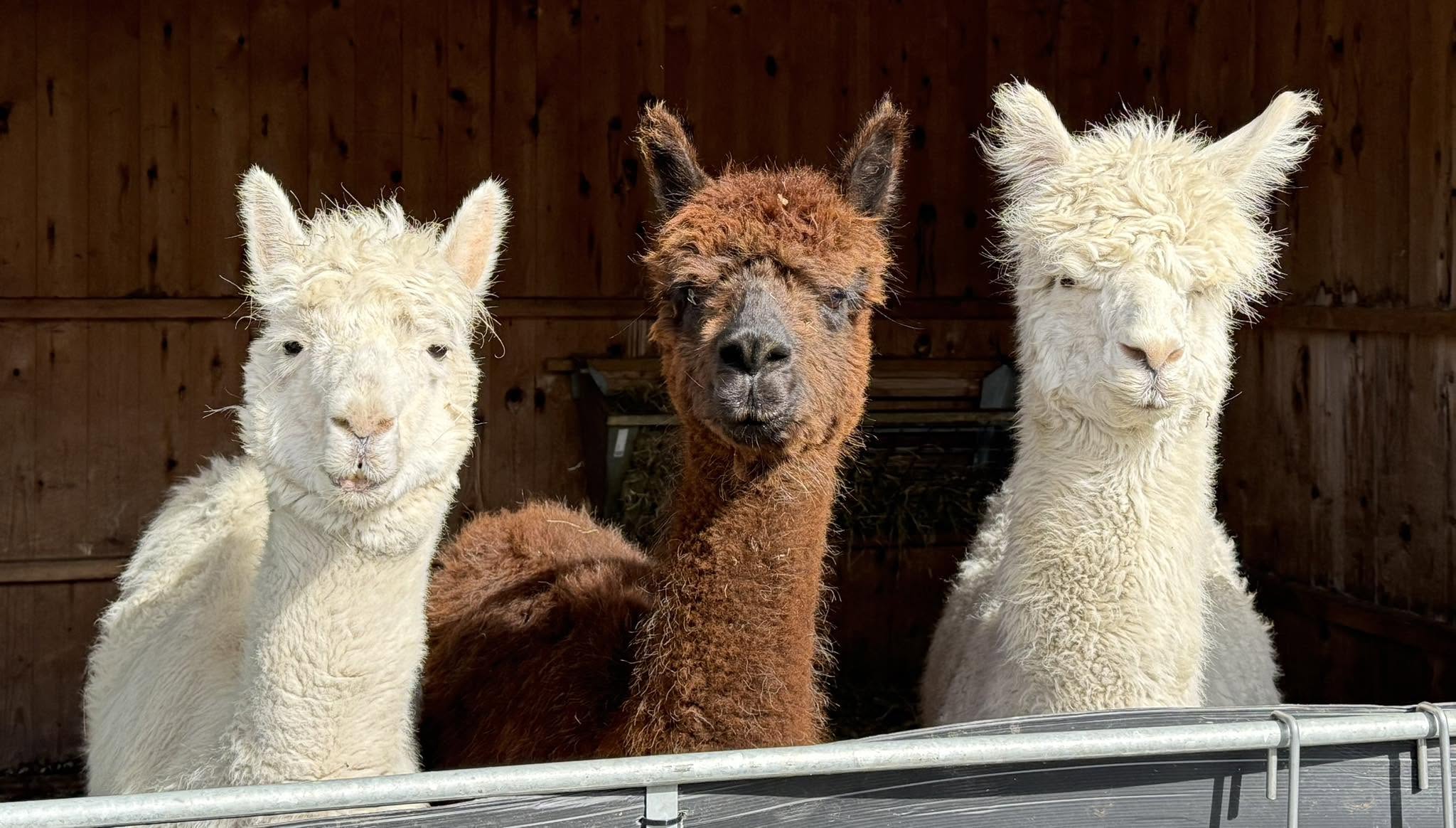 Alpaca Trekking