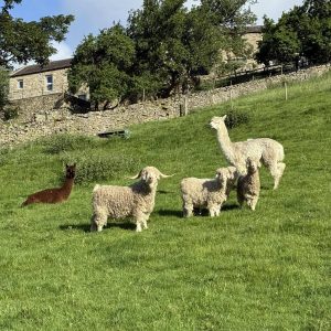 Farm Animal Experience