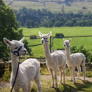 Alpaca Trekking